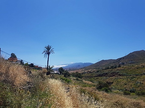 Rin Wanderweg entlang eines Hügels mit vielen Pflanzen. IM Hintergrund ist eine Palme. Der Himmel ist blau.