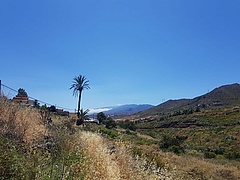 Wanderweg mit Palme zwischen San Cristobal de La Laguna und Santa Cruz de Tenerife