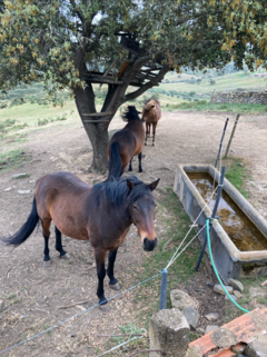 Die Pferde auf der "Quinta do Cerro"