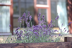 Lavendel im Hochbeet auf dem Campus