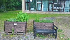 Pfefferminze in unseren Hochschulbeeten