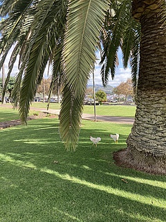 Palme und Hühner auf Tenerriffa
