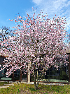 Blühender Baum auf dem EHB-Campus